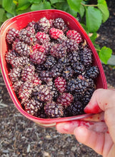 Load image into Gallery viewer, *NEW* Zenith Mulberry Liqueur