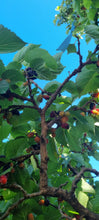 Load image into Gallery viewer, *NEW* Zenith Mulberry Liqueur
